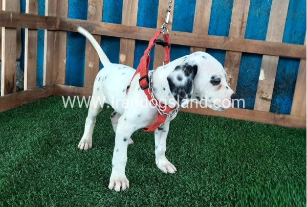 --dalmation-70_4