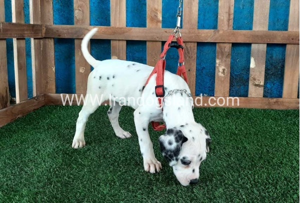 --dalmation-70_5