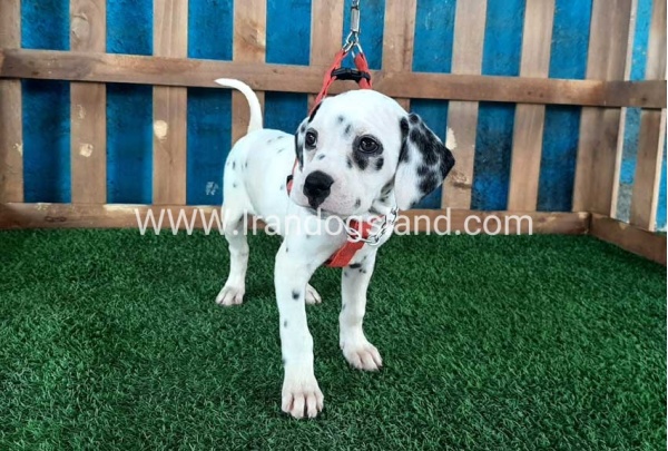 --dalmation-70_6