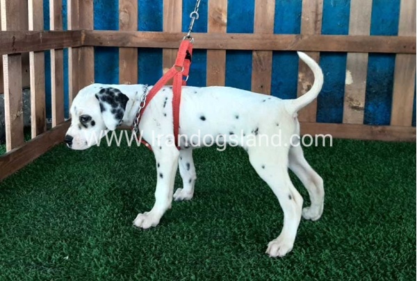 --dalmation-70_7