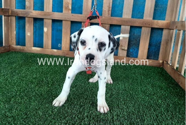--dalmation-70_8