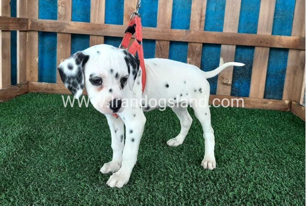 --dalmation-70_9