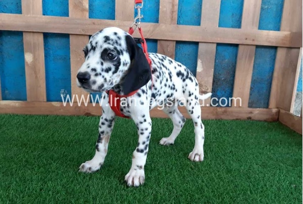--dalmation-84_1