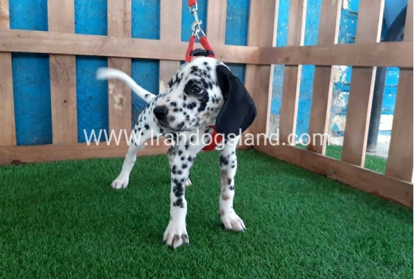 --dalmation-84_2
