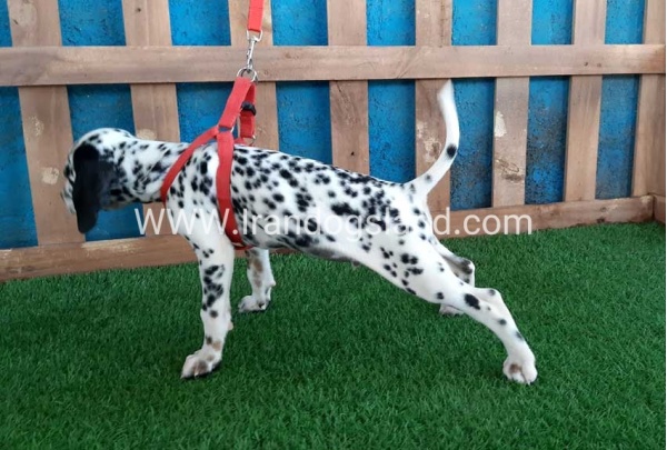 --dalmation-84_3