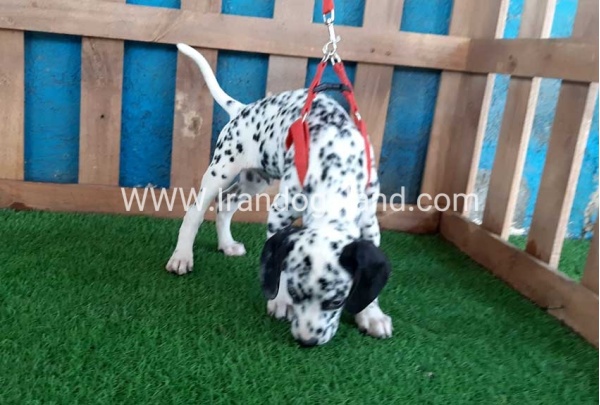 --dalmation-84_4