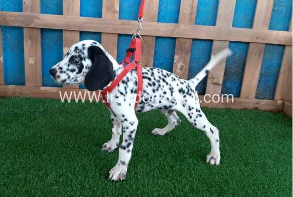 --dalmation-84_5