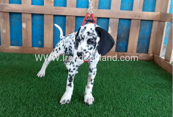 --dalmation-84_6