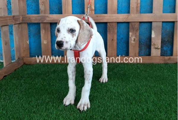 --dalmation-87_2
