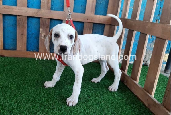 --dalmation-87_3