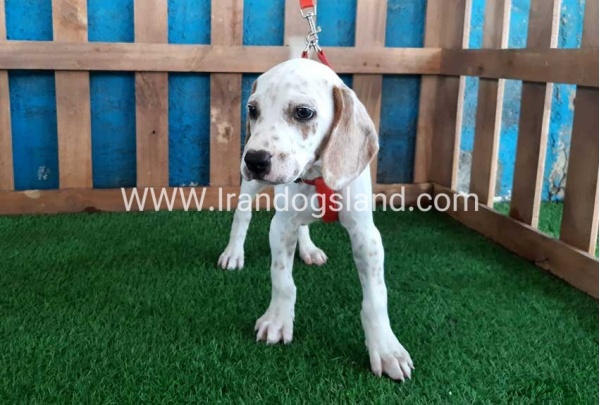 --dalmation-87_6