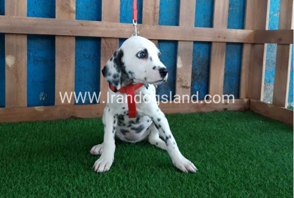 --dalmation-92_1