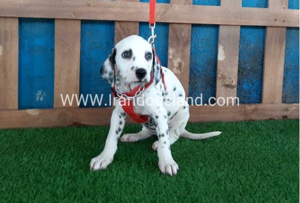 --dalmation-92_2