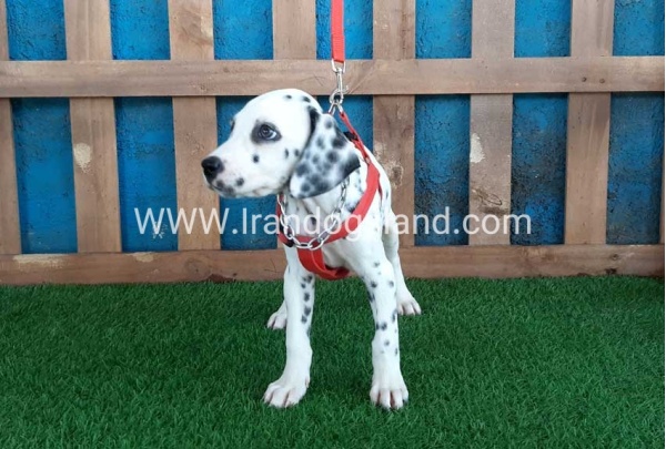 --dalmation-92_3