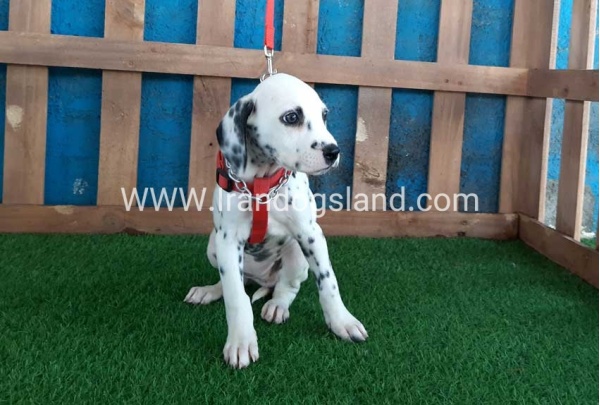 --dalmation-92_4