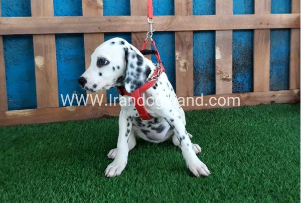 --dalmation-92_5