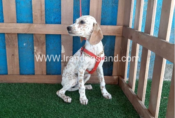 --dalmation-99_1
