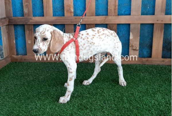--dalmation-99_3