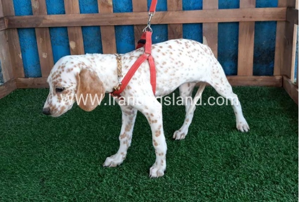 --dalmation-99_5