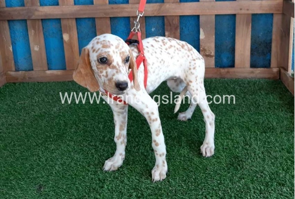 --dalmation-99_6