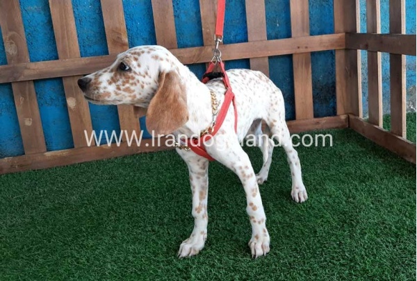 --dalmation-99_7