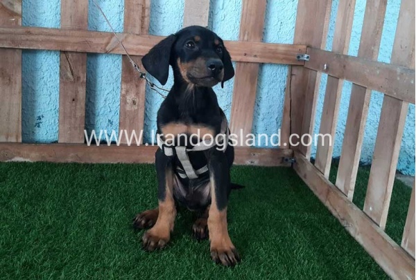 --doberman-101_1