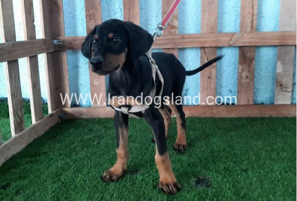 --doberman-101_2