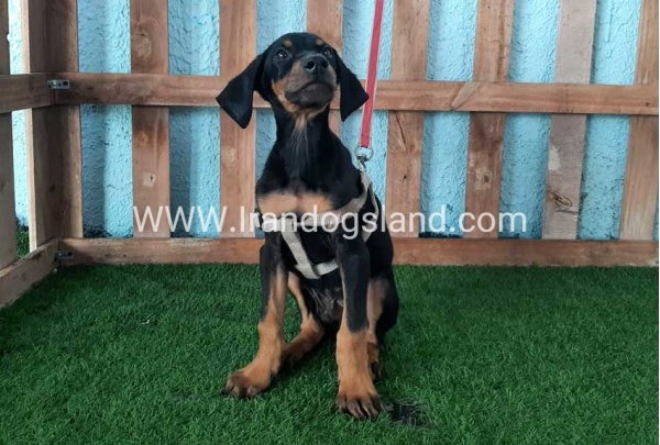 --doberman-101_3