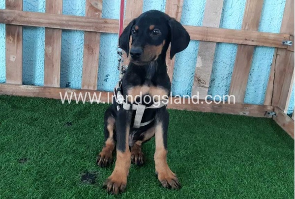 --doberman-101_4