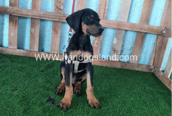 --doberman-101_5