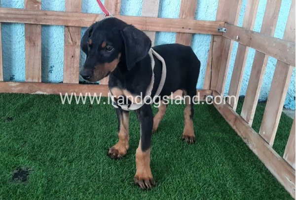 --doberman-101_6