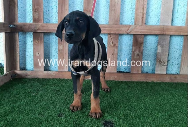 --doberman-102_1