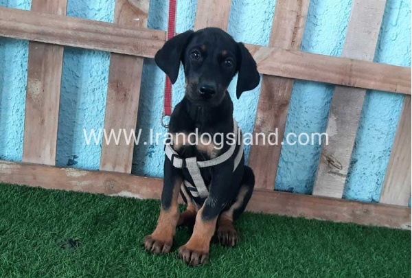 --doberman-102_2