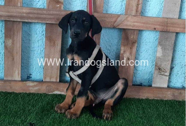 --doberman-102_5