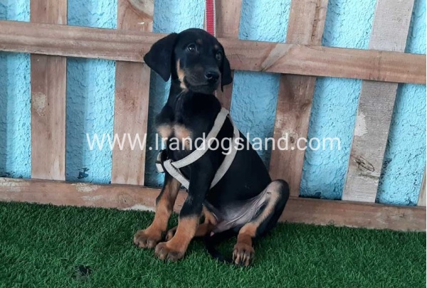 --doberman-102_6