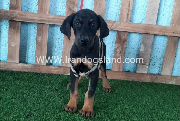 --doberman-102_7