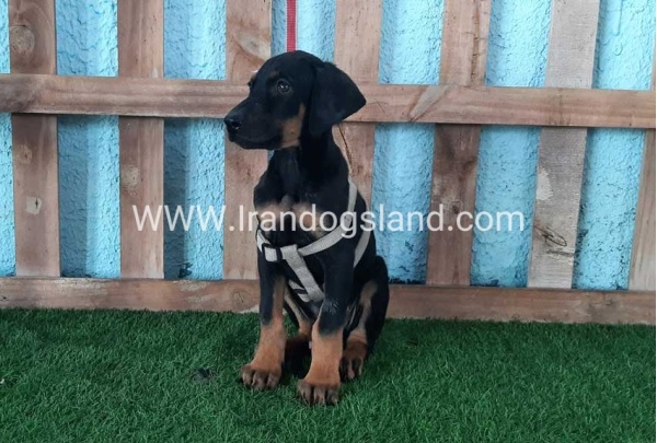 --doberman-102_8