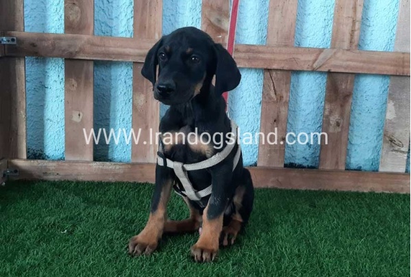 --doberman-102_9