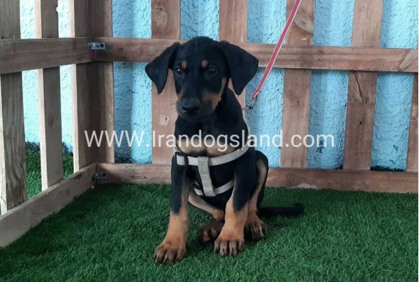 --doberman-103_1