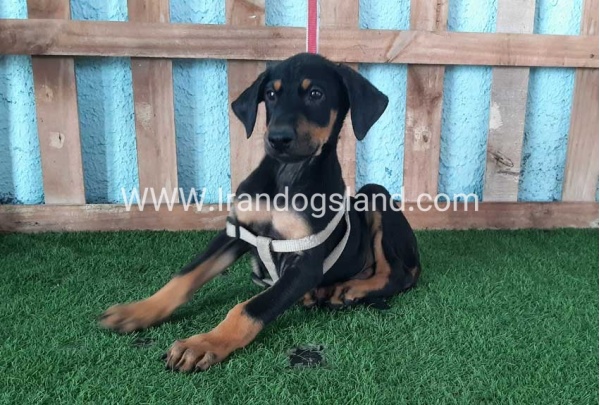 --doberman-103_2
