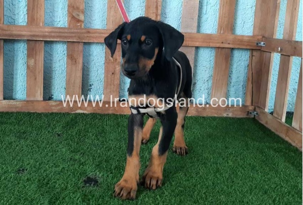 --doberman-103_5