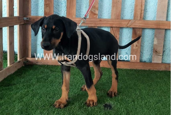 --doberman-103_6
