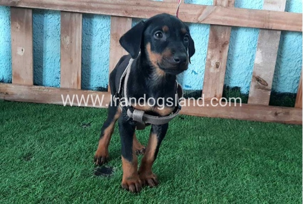 --doberman-104_2