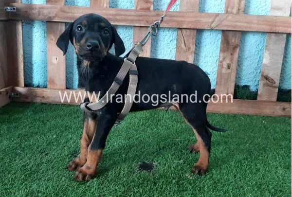 --doberman-104_3