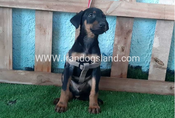 --doberman-104_4