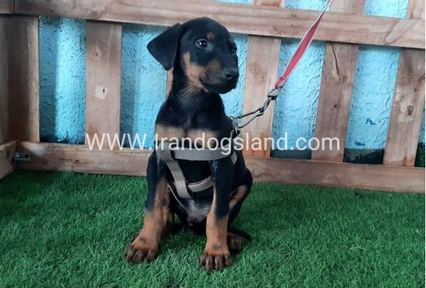 --doberman-104_7