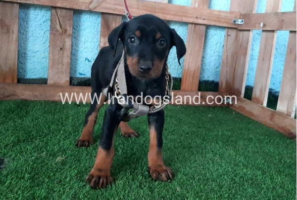 --doberman-105_1