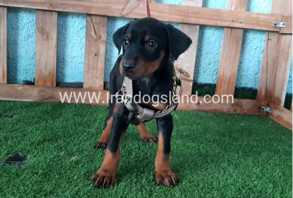 --doberman-105_2
