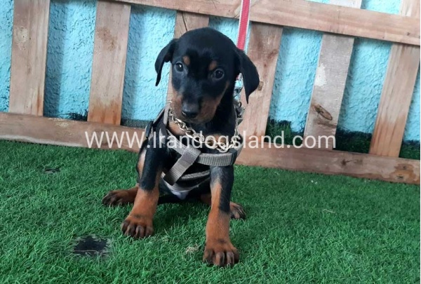 --doberman-105_3