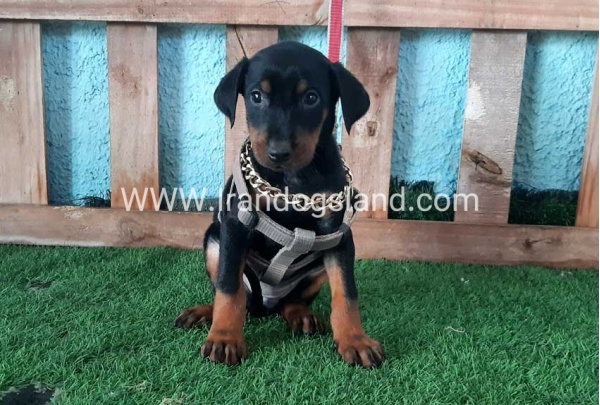 --doberman-105_4